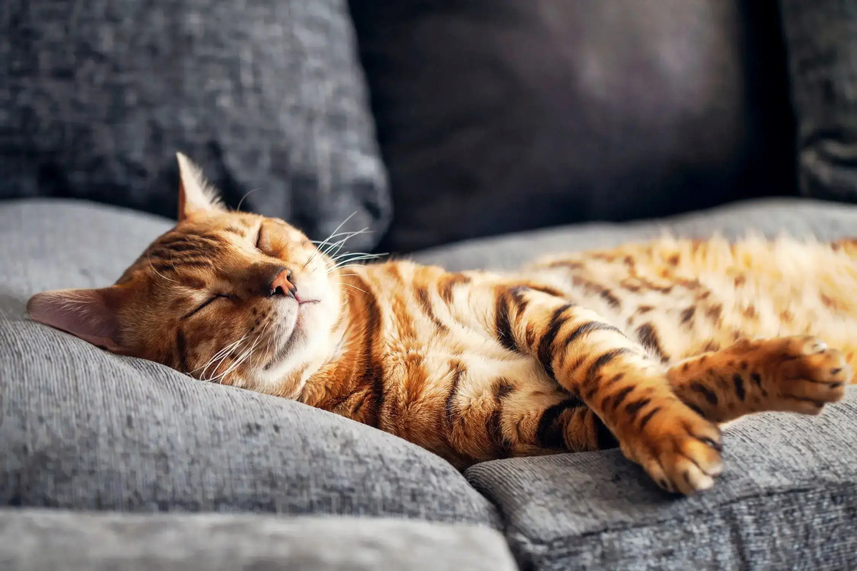 Sleep Regularity: Timing vs Total Sleep Duration